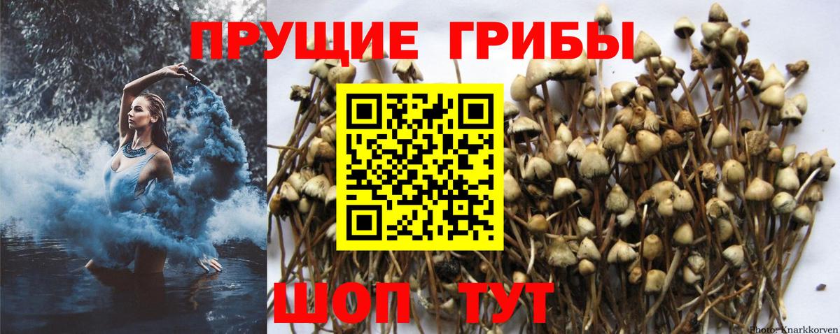 Галлюциногенные грибы Cubensis  Вход с VPN  Псков  Галлюциногенные грибы мухоморы 